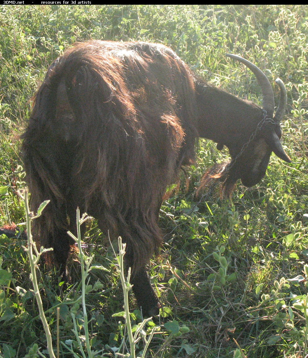 Brown Goat Photo     