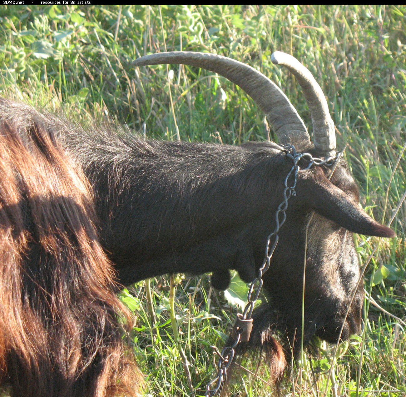 Brown Goat Photo     