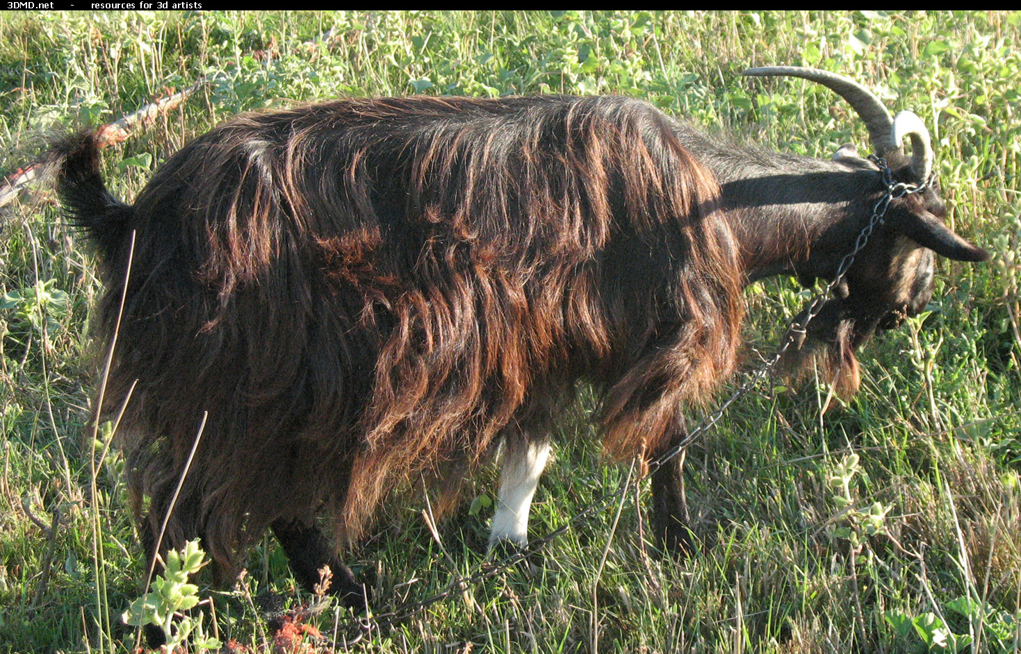 Brown Goat Photo     