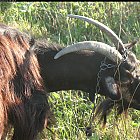 brown_goat_photo_16.JPG