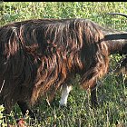 brown_goat_photo_19.JPG