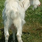 white_goat_kid_photo_back.JPG