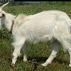 white_goat_kid_photo_side.JPG