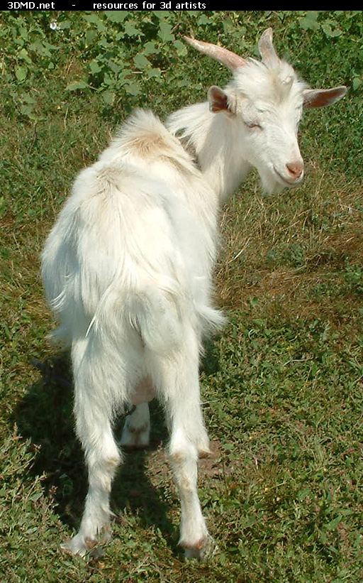 White Goat Kid Photo     