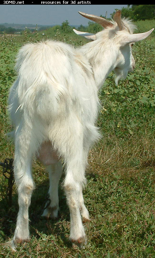 White Goat Kid Photo     