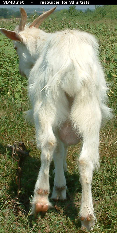 White Goat Kid Photo     