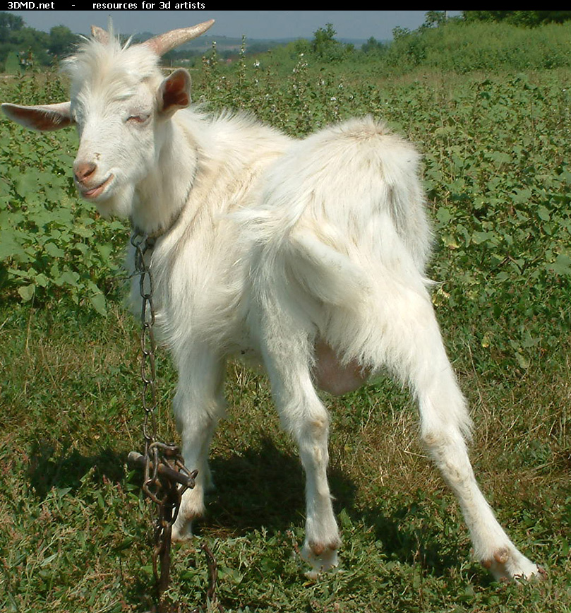 White Goat Kid Photo     