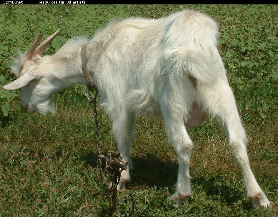 White Goat Kid Photo     