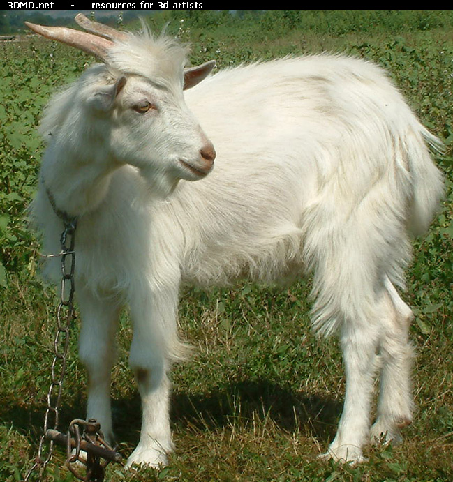 White Goat Kid Photo     