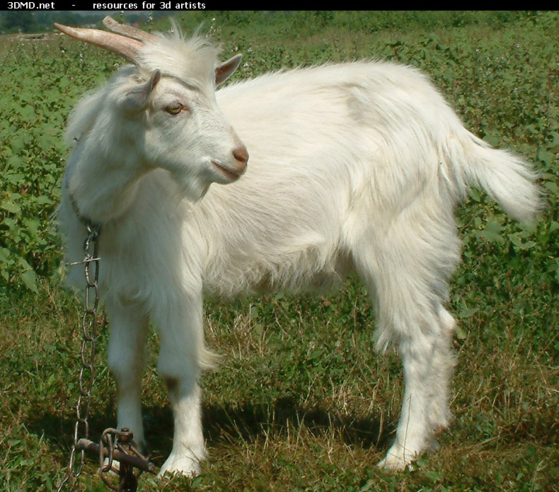 White Goat Kid Photo     