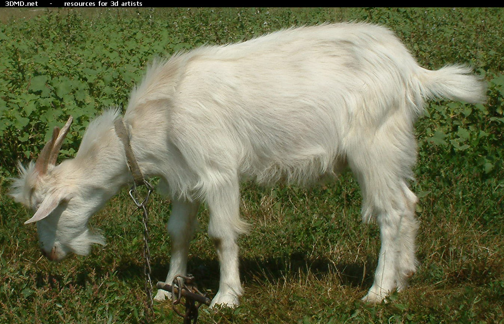 White Goat Kid Photo     