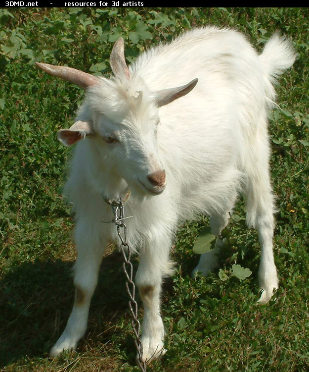 White Goat Kid Photo     