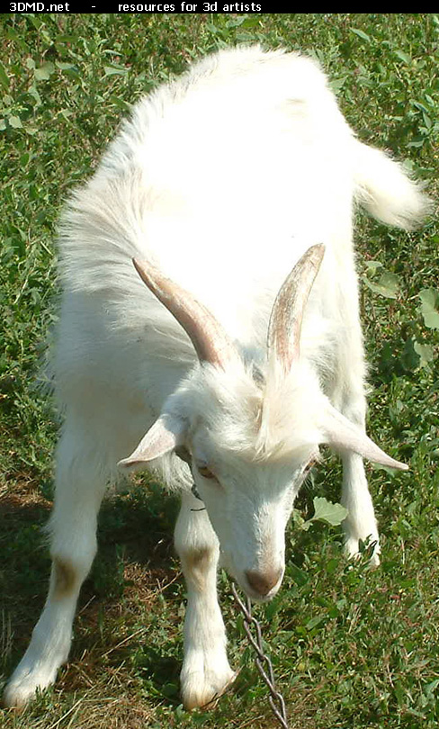 White Goat Kid Photo     