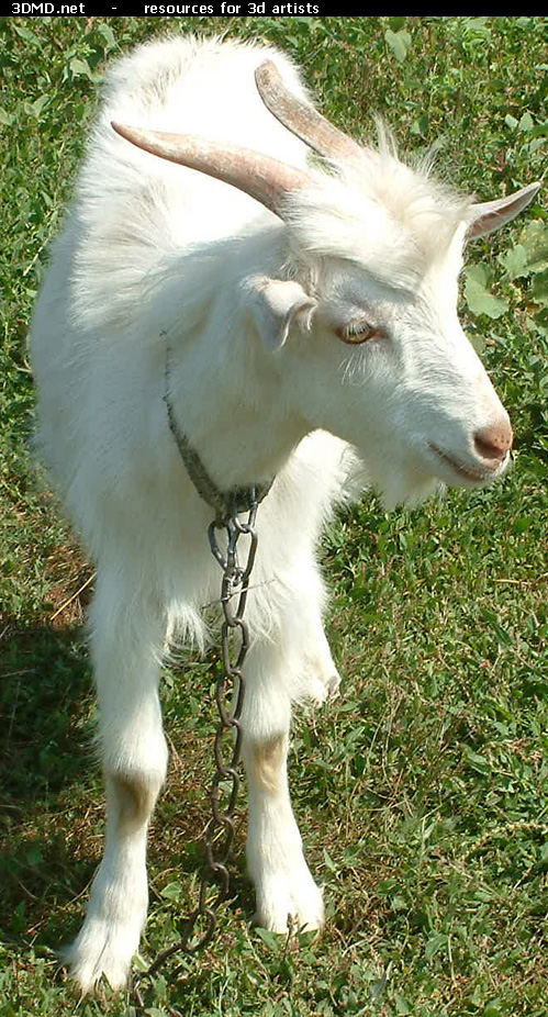 White Goat Kid Photo     