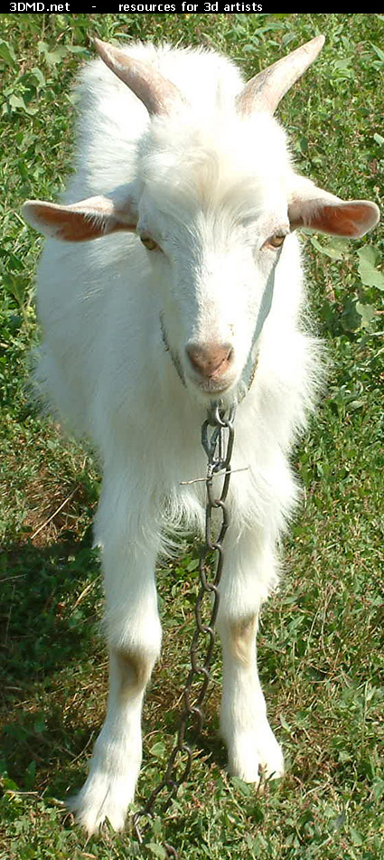 White Goat Kid Photo Front  