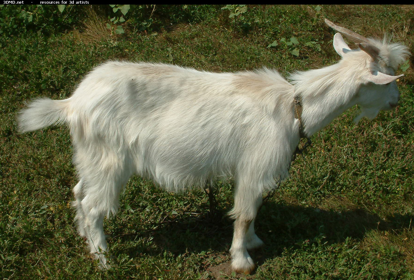 White Goat Kid Photo Side   