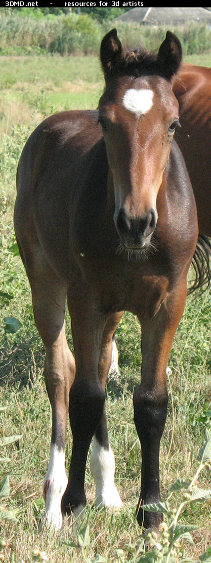 Brown Foal Photo     