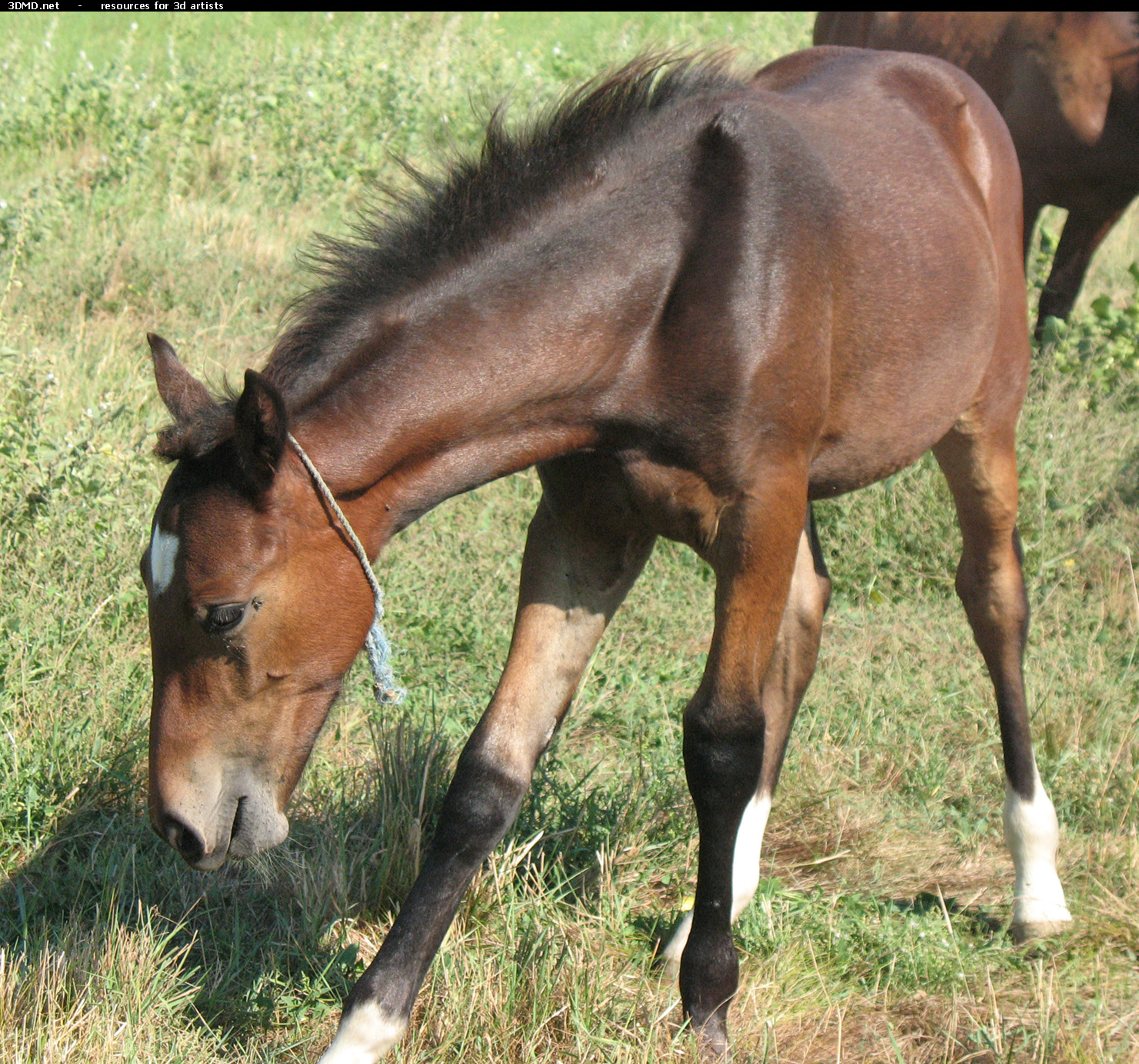 Brown Foal Photo     