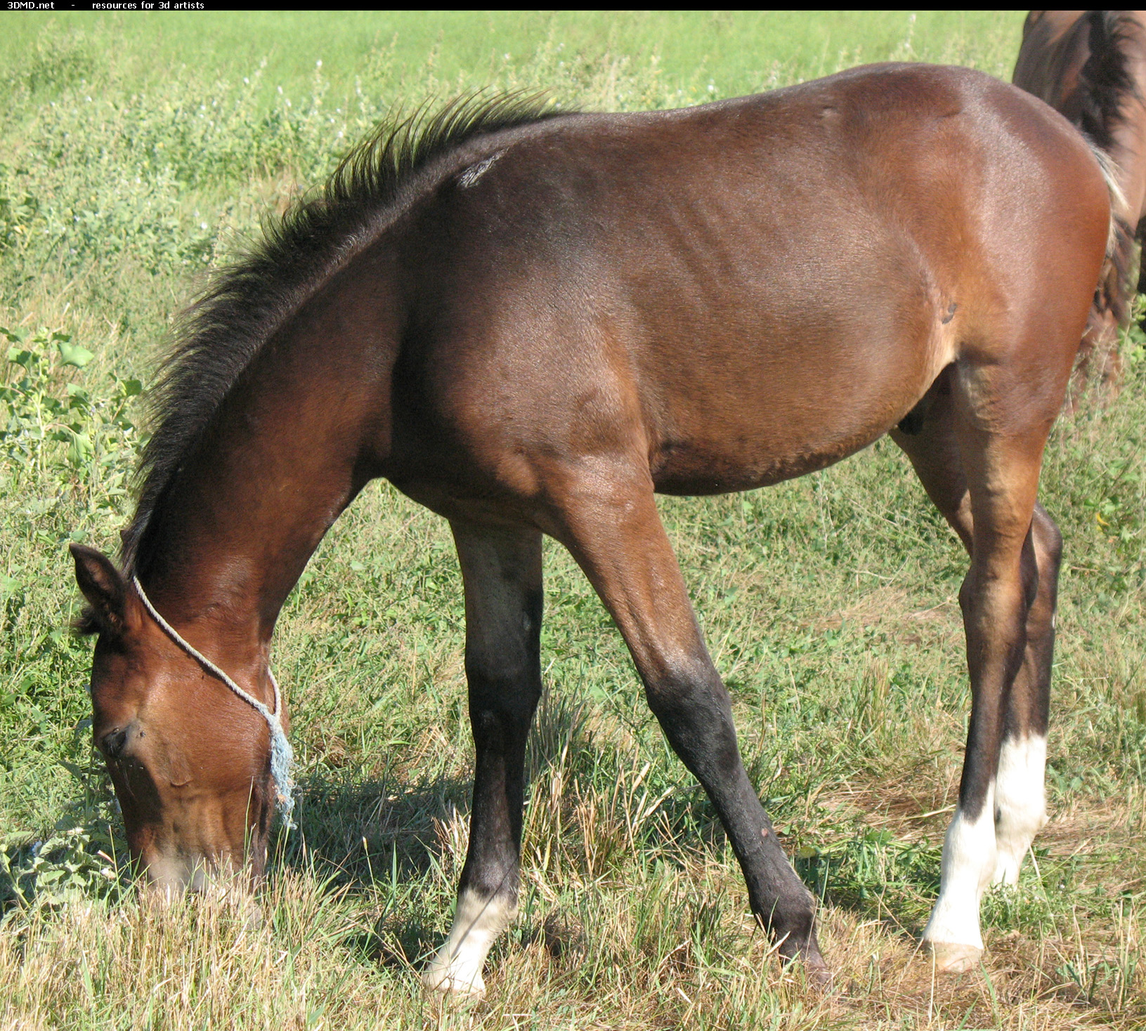 Brown Foal Photo     