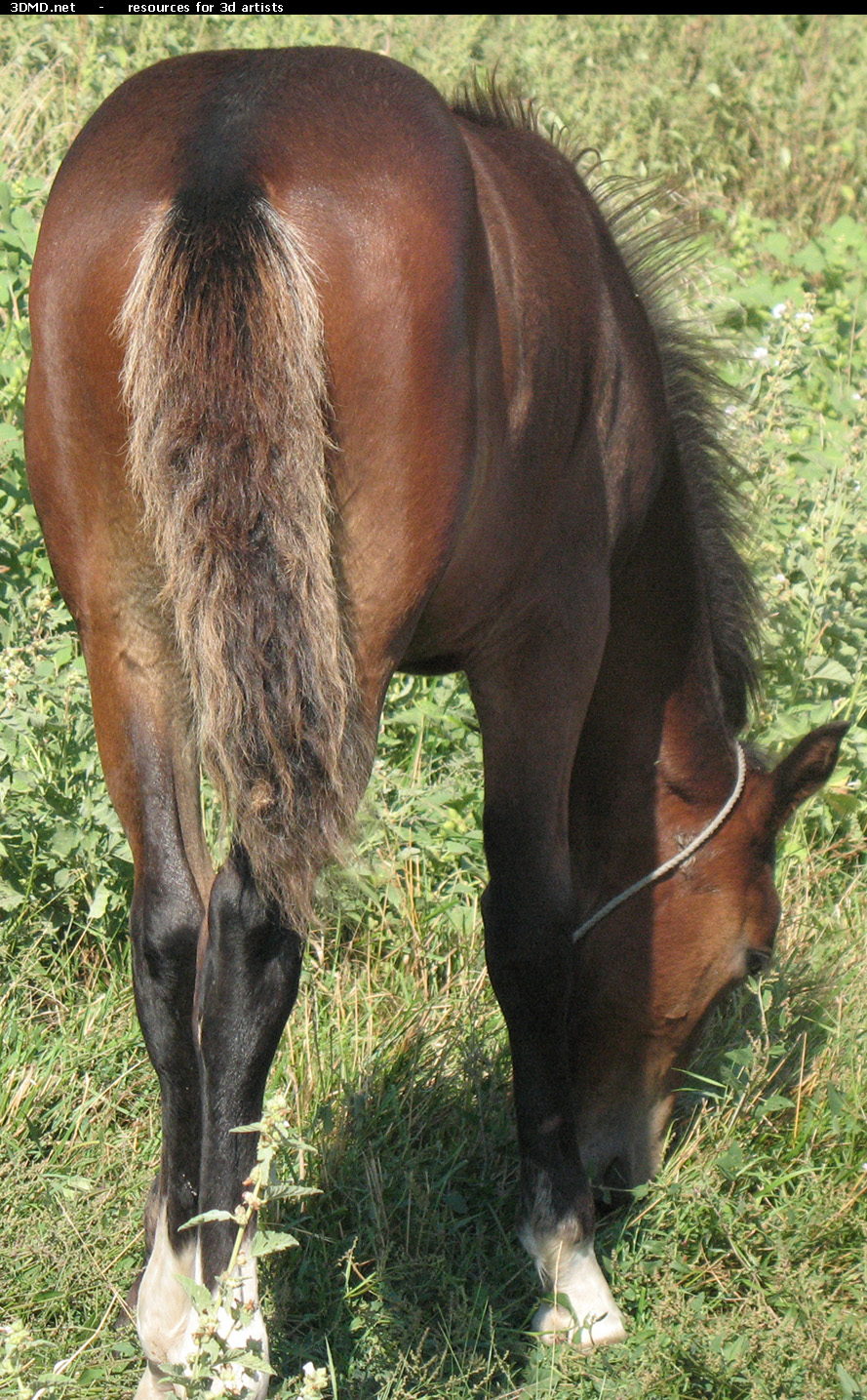 Brown Foal Photo     