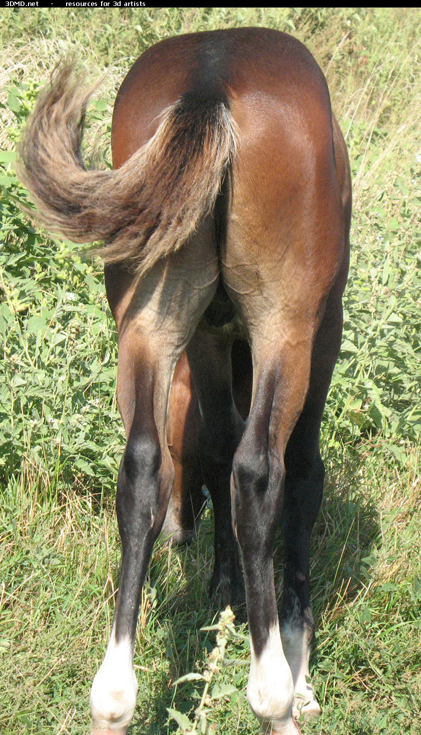 Brown Foal Photo     