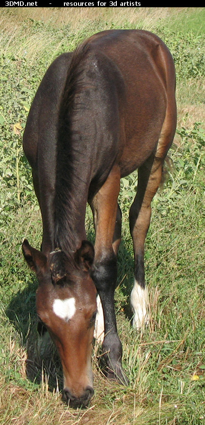 Brown Foal Photo     