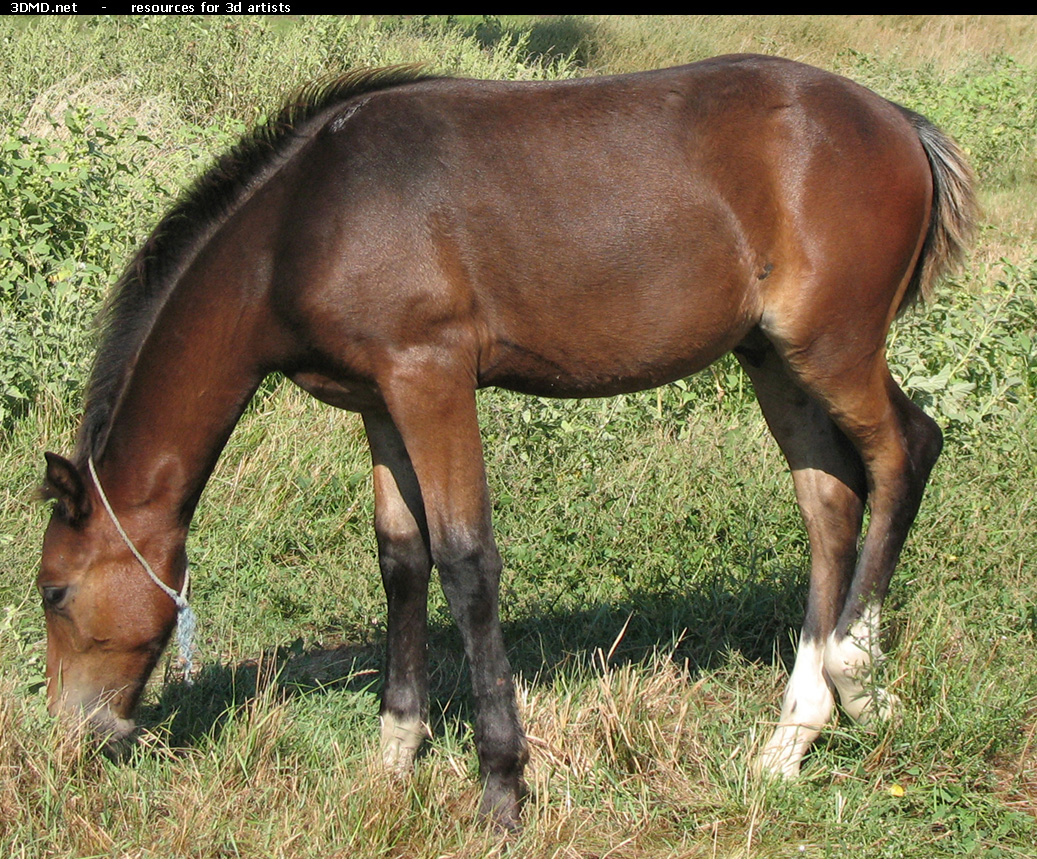 Brown Foal Photo     