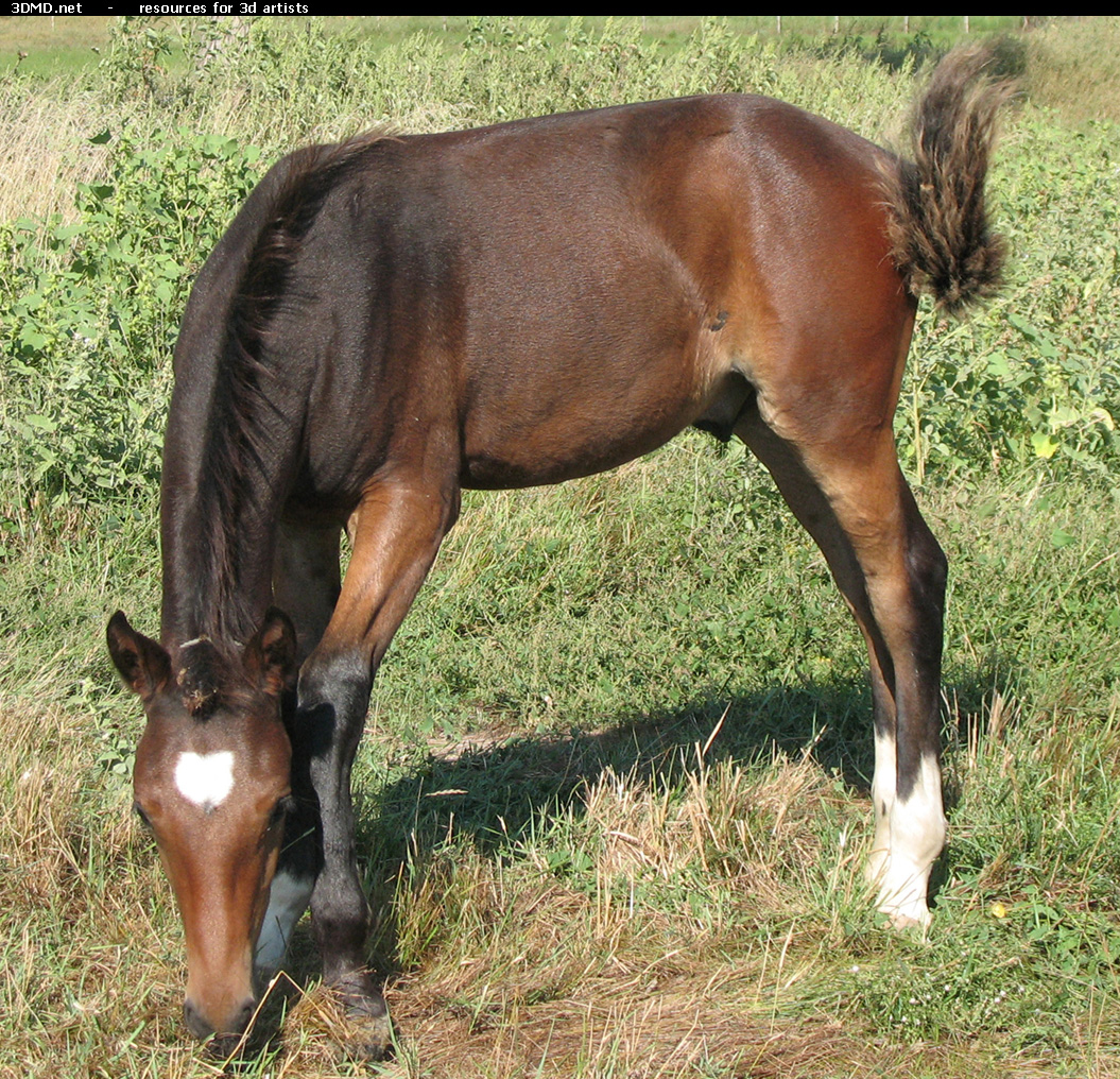 Brown Foal Photo     