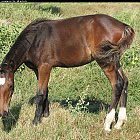 brown_foal_photo_19.JPG