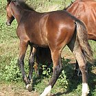 brown_foal_photo_23.JPG