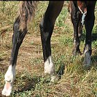 brown_foal_photo_31.JPG