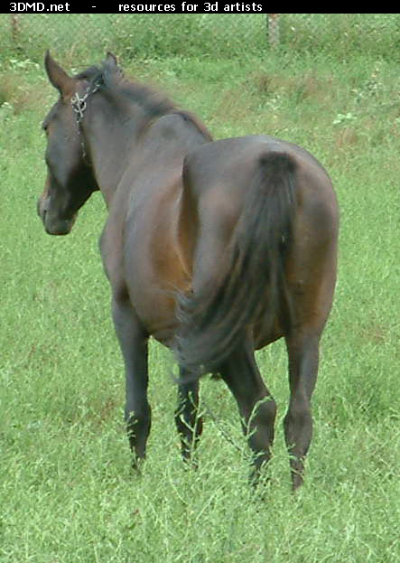 Brown Horse Photo     