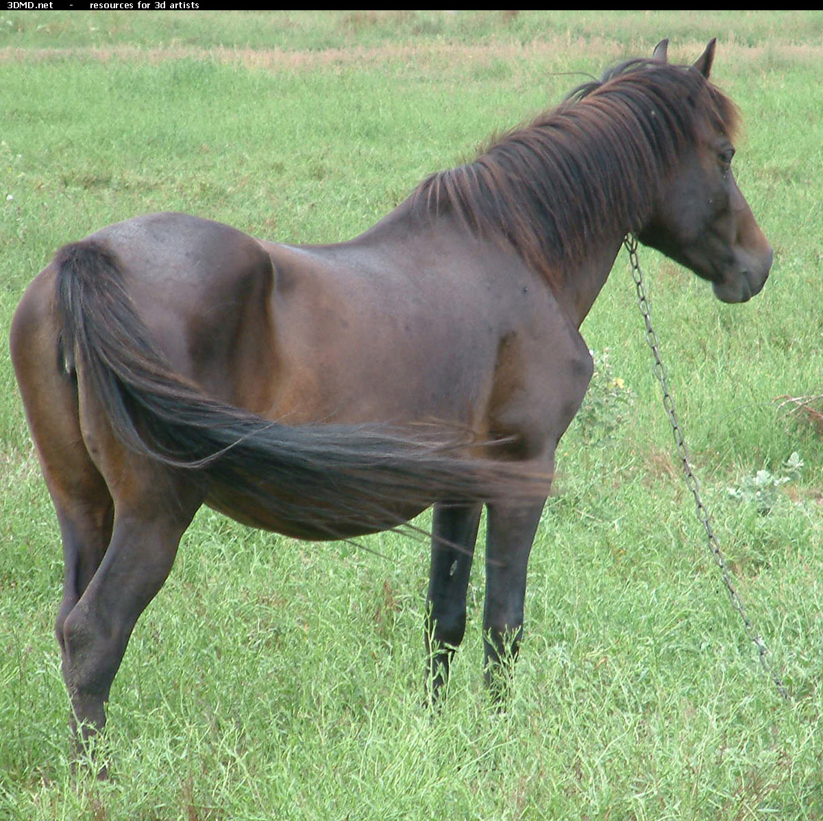 Brown Horse Photo     