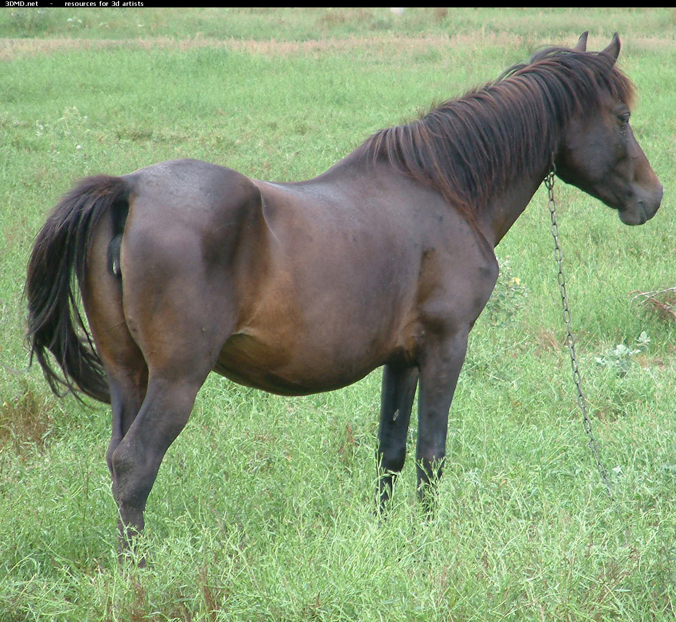 Brown Horse Photo     