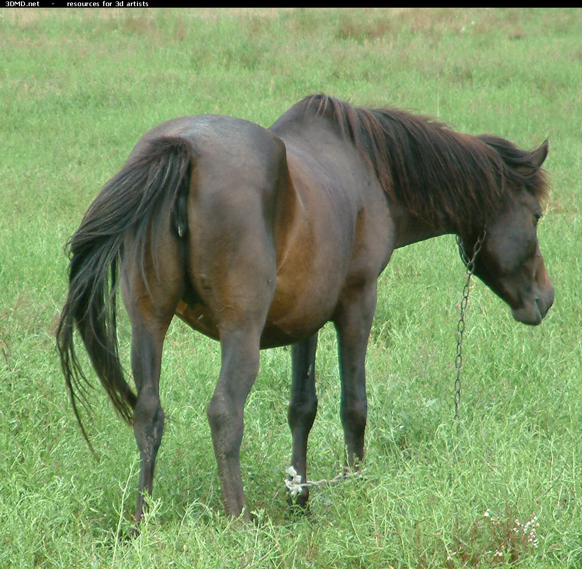 Brown Horse Photo     