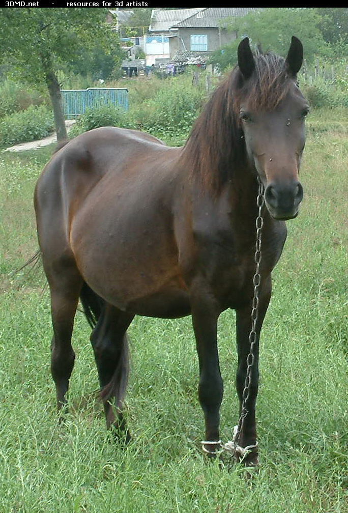 Brown Horse Photo     