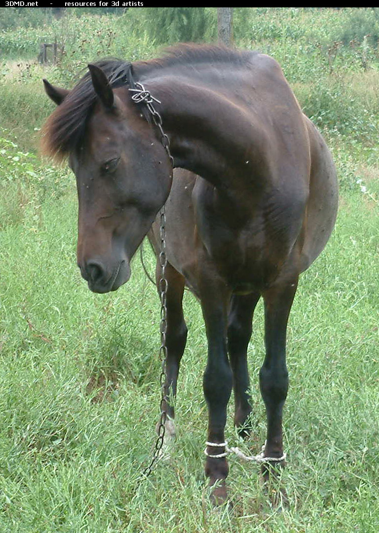 Brown Horse Photo     