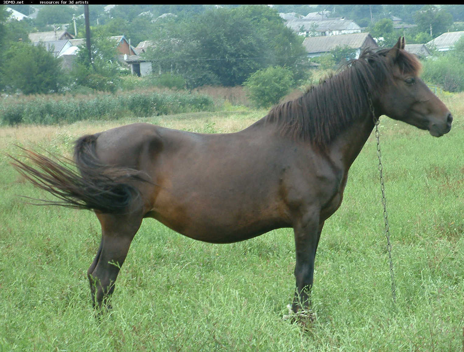 Brown Horse Photo Side  