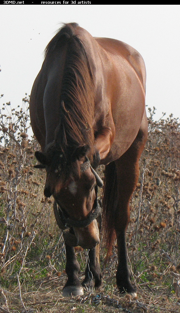 Red Stallion Photo     