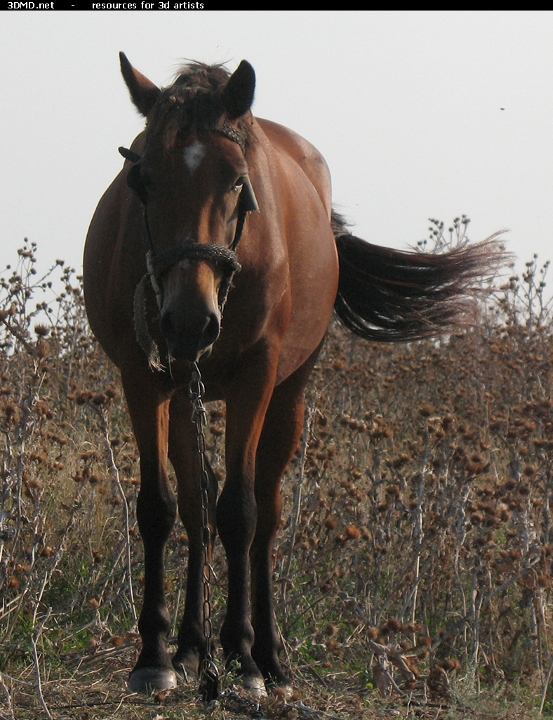 Red Stallion Photo     