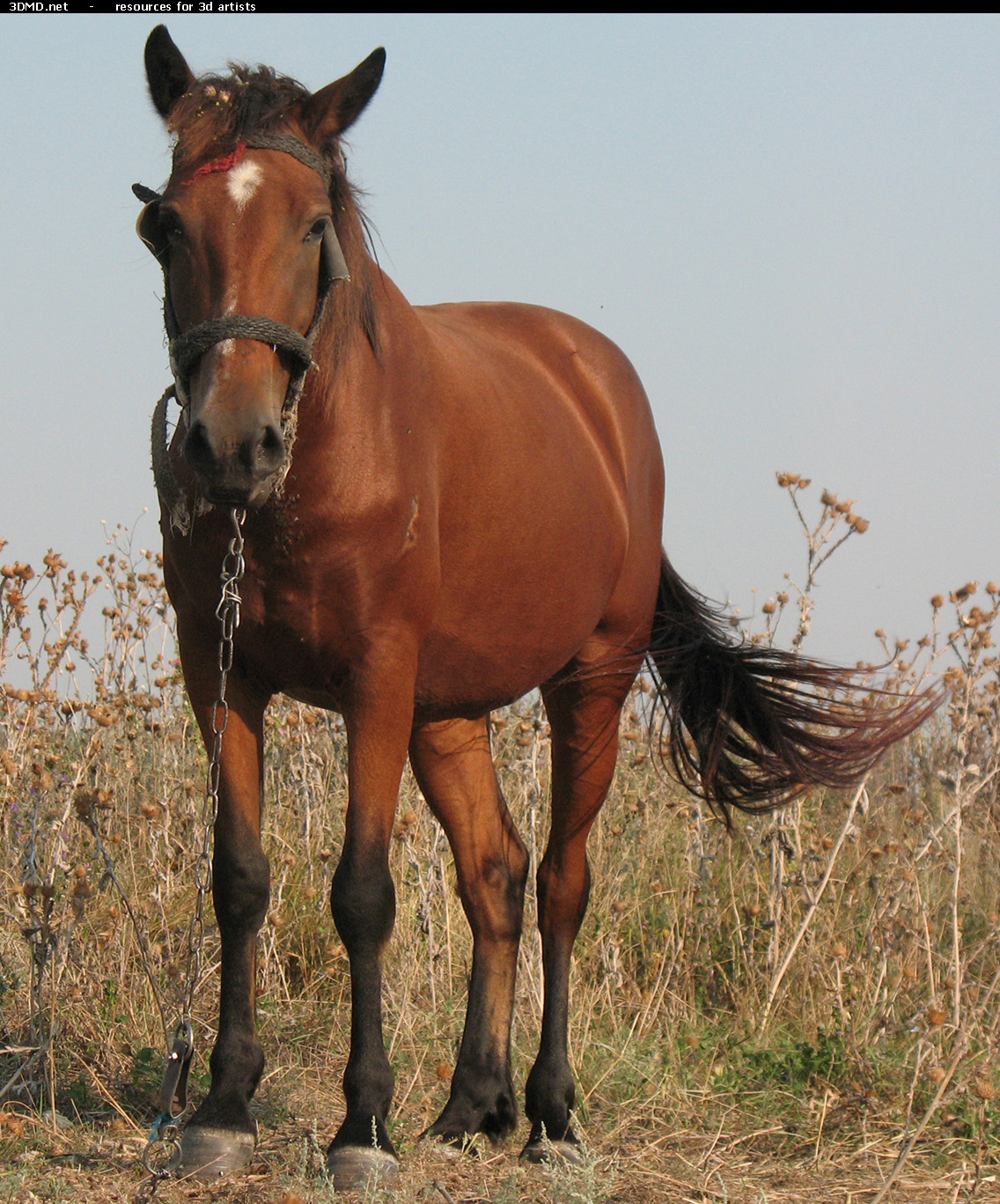 Red Stallion Photo     