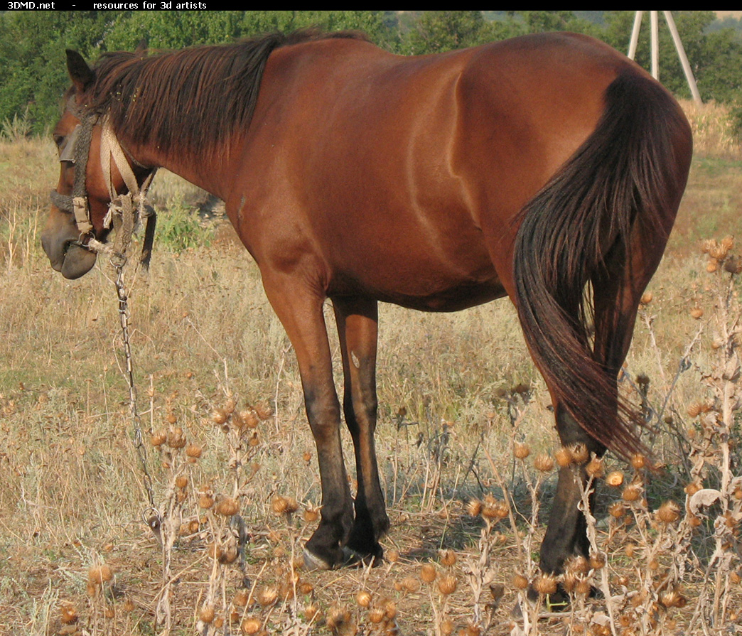 Red Stallion Photo     