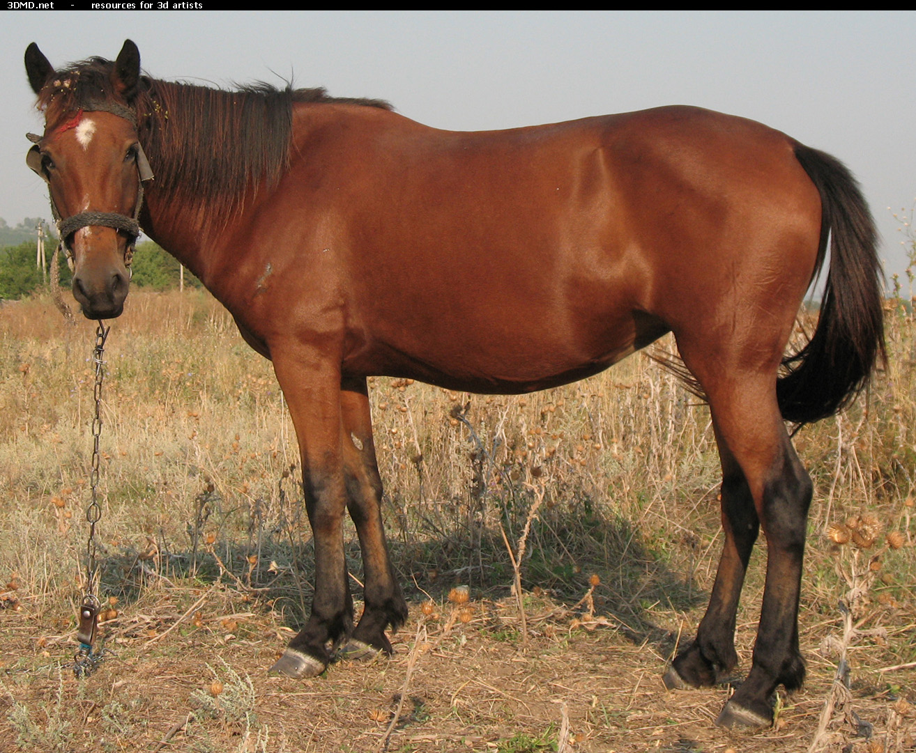 Red Stallion Photo     