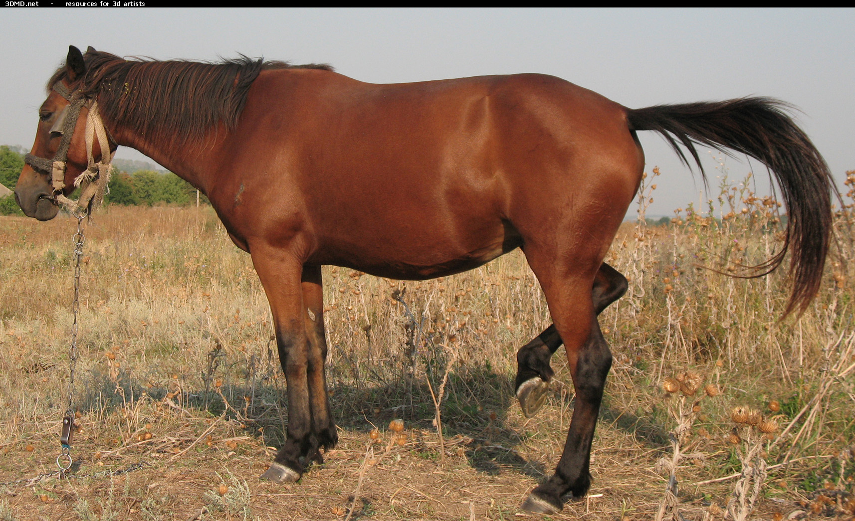 Red Stallion Photo     