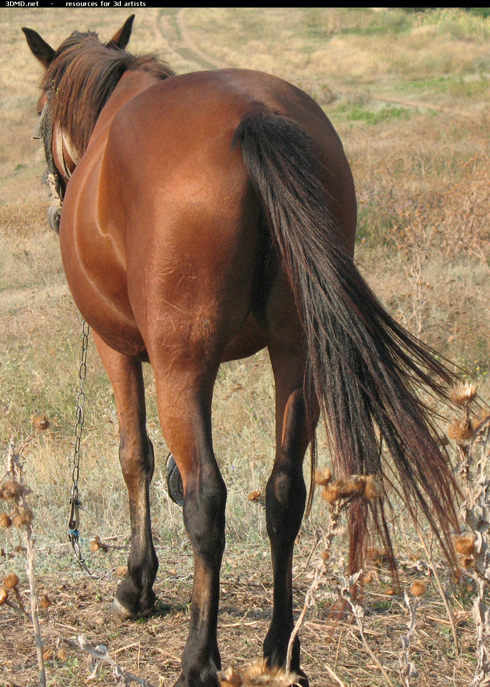 Red Stallion Photo     