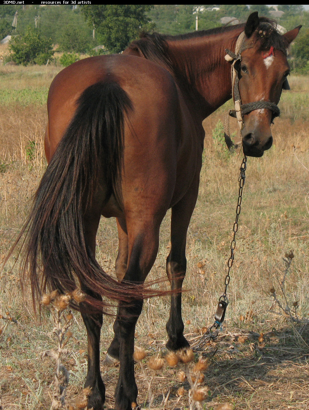 Red Stallion Photo     