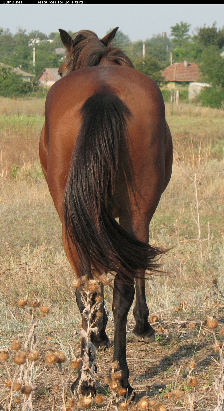 Red Stallion Photo Back  