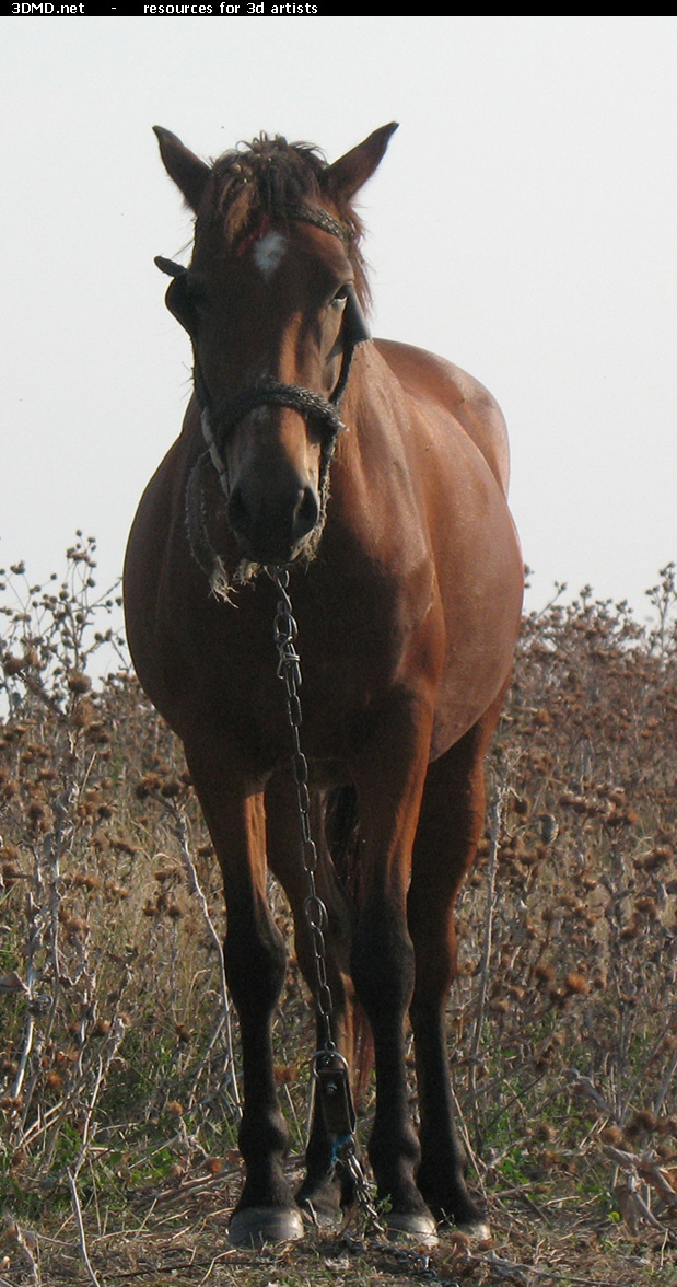 Red Stallion Photo Front  