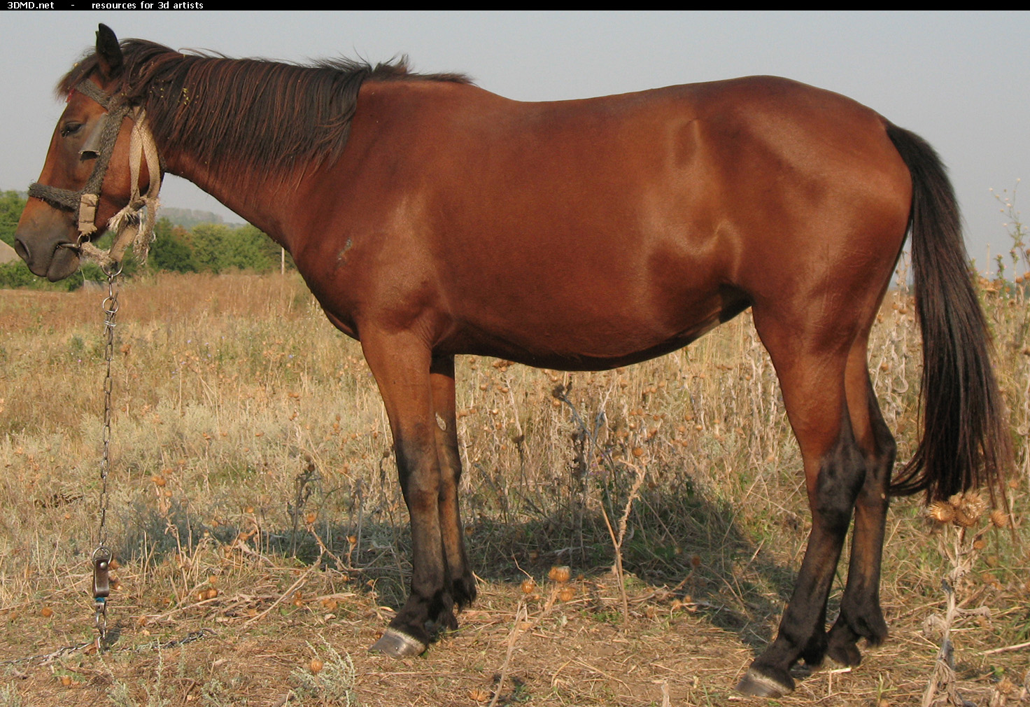 Red Stallion Photo Side  