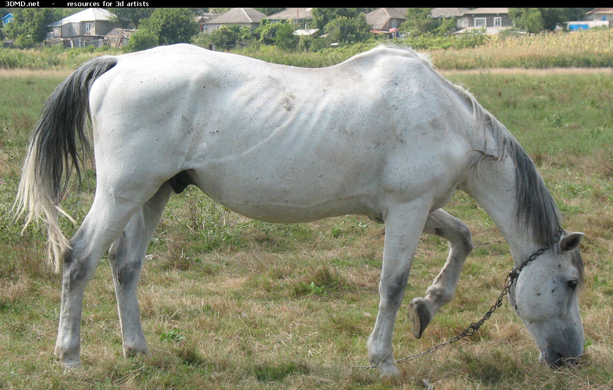 White Horse Photo     